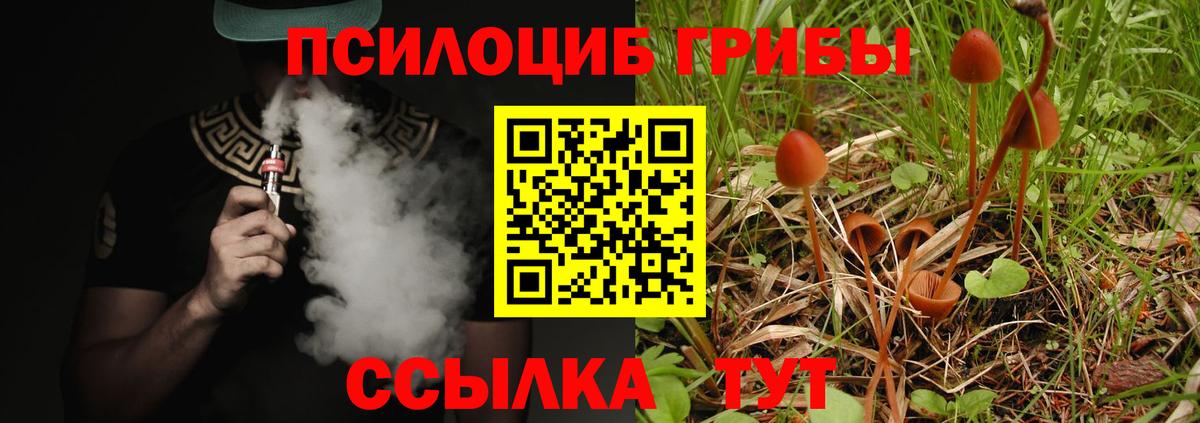 Псилоцибиновые грибы Psilocybe Воткинск